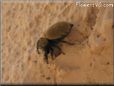 yellow and black jumping spider