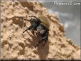 black and yellow jumping spider