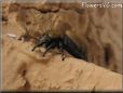 jumping spider