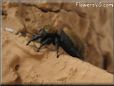 jumping spider