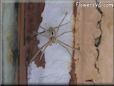 white wolf spider