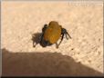 jumping spider