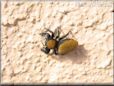 jumping spider