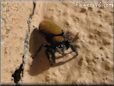 jumping spider