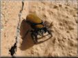 jumping spider