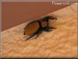 jumping spider