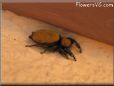 jumping spider