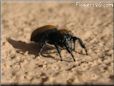 jumping spider