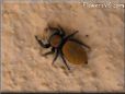 jumping spider