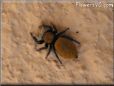 jumping spider