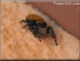 jumping spider