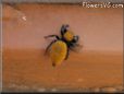 jumpingspider