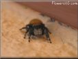 jumpingspider