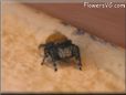 jumpingspider