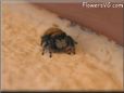 jumpingspider
