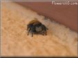 jumpingspider