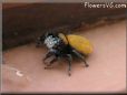 jumpingspider