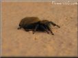 jumpingspider