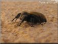 jumpingspider