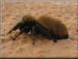 jumpingspider