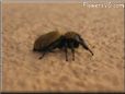 jumpingspider