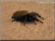 jumping spider