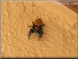 jumping spider