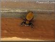 jumping spider