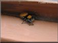 jumping spider