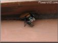 jumping spider