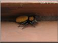 jumping spider