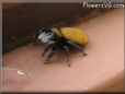 jumping spider