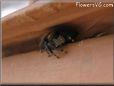 jumping spider