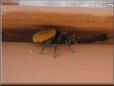 jumping spider