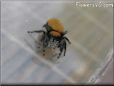 jumping spider