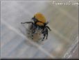 jumping spider