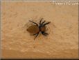 jumping spider