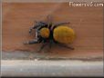 jumping spider