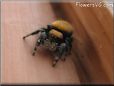 jumping spider