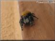 jumping spider