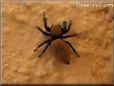 jumping spider