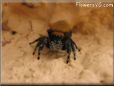 jumping spider