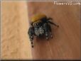 jumping spider