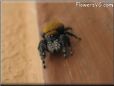 jumping spider