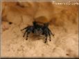 jumping spider