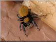 jumping spider