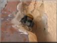 jumping spider