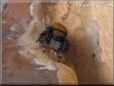jumping spider