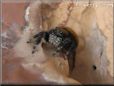 jumping spider