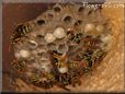  wasp nest